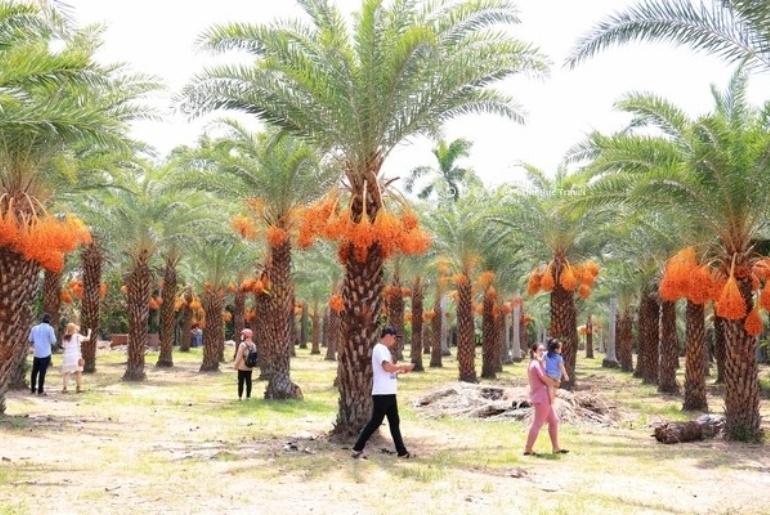 Vườn Chà Là Sa Đéc – không gian xanh độc đáo gắn với giá trị sinh thái