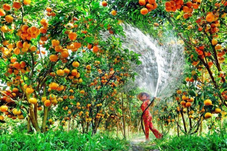 Về Lai Vung thăm vườn quýt hồng - Sắc cam miền sông nước