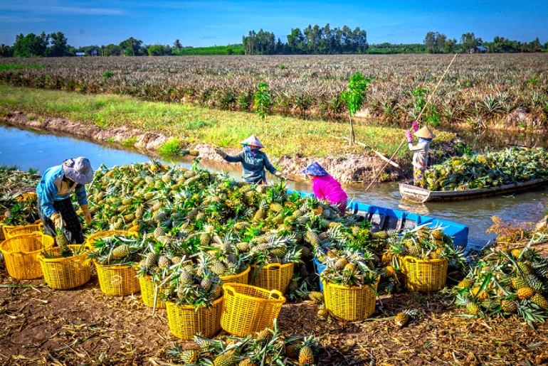 Làng du lịch cộng đồng Cánh Đồng Khóm Cầu Đúc Hậu Giang