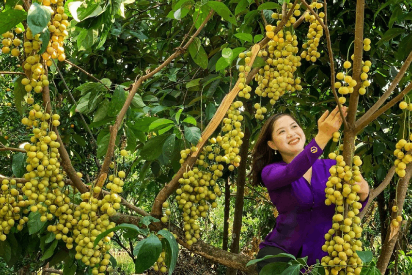 Tour du lịch Cần Thơ - Sóc Trăng - Bạc Liêu - Cà Mau 4 Ngày 3 Đêm